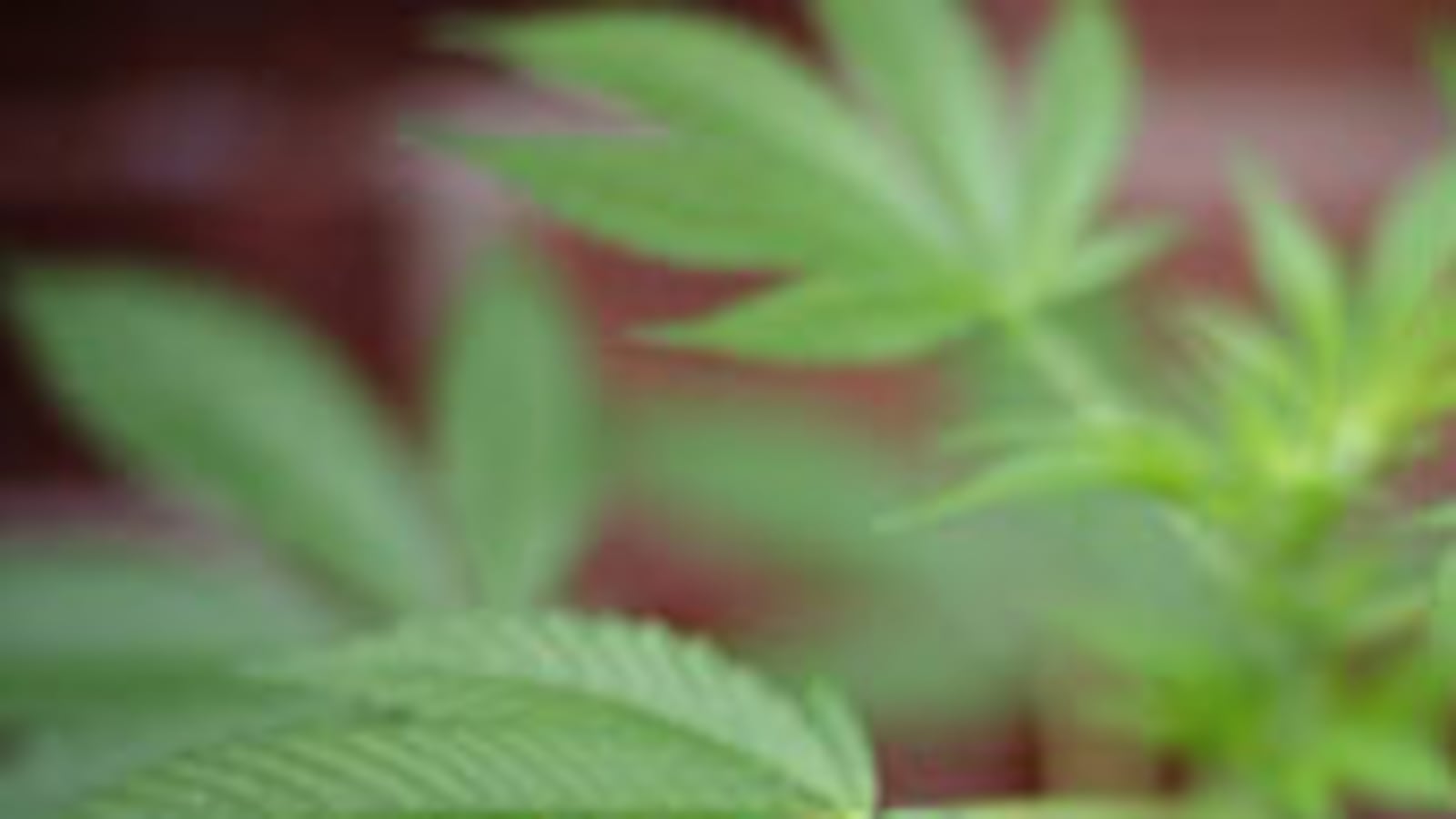 articles/2009/07/27/californias-reefer-madness/mathews-pot_39661_eripia