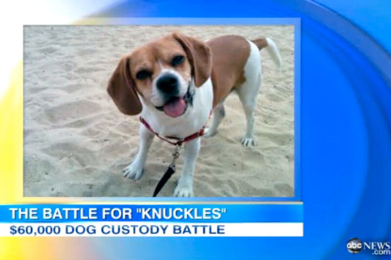 galleries/2012/08/05/kristen-stewart-robert-pattinson-more-pet-custody-battles-photos/animal-custody-battle-knuckles_lz6lnh