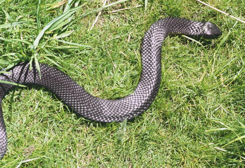 galleries/2010/02/25/the-world-s-deadliest-snakes/deadliest-snakes---tiger-snake_o5bxde