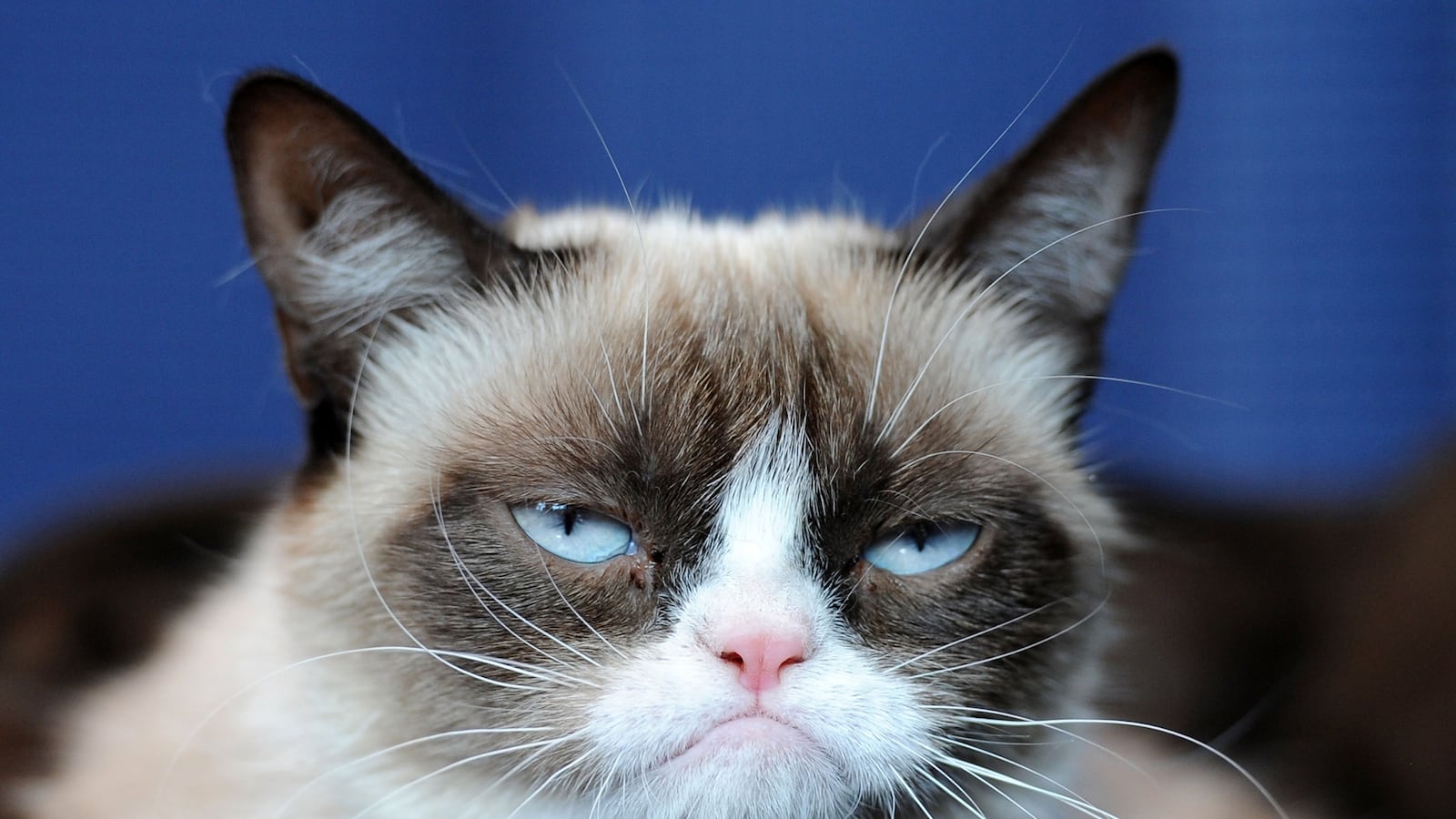 articles/2013/09/22/the-friskies-awards-aims-to-find-the-next-internet-cat-star-october-15/130919-meany-friskies-awards-tease-embed_apnheo