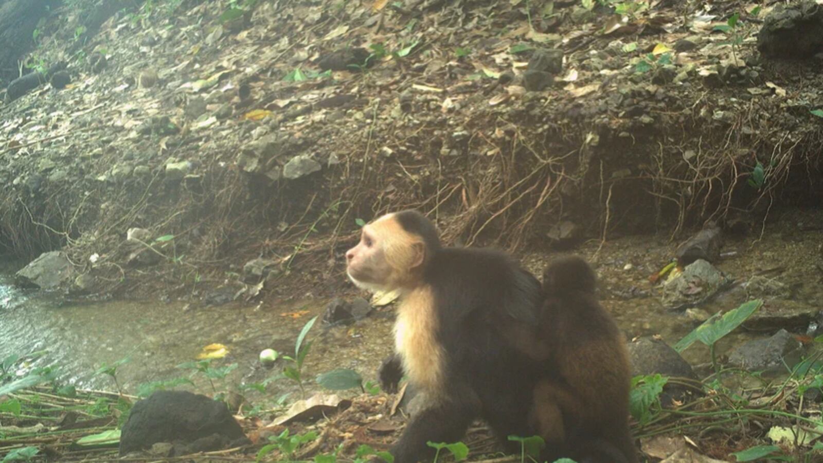 A baby howler monkey clings to a male capuchin in trap-camera footage shot on Jicarón Island off the coast of Panama.