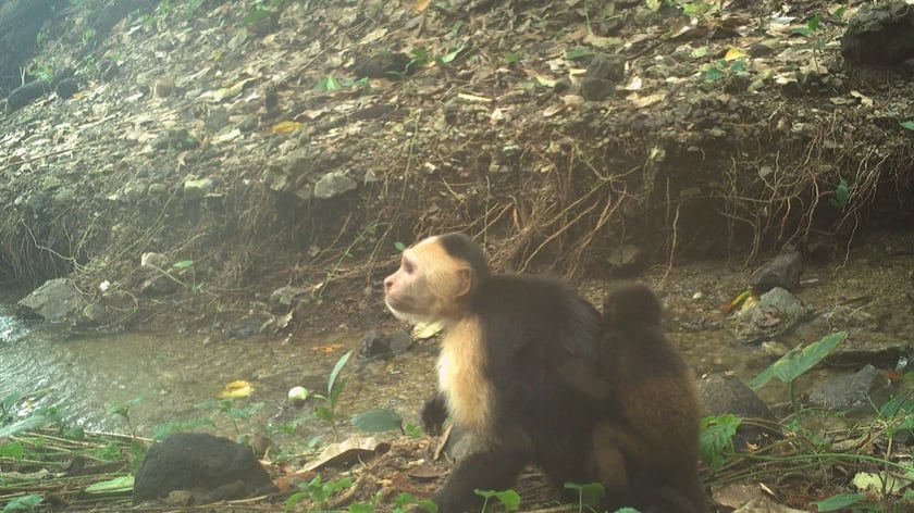 A baby howler monkey clings to a male capuchin in trap-camera footage shot on Jicarón Island off the coast of Panama.