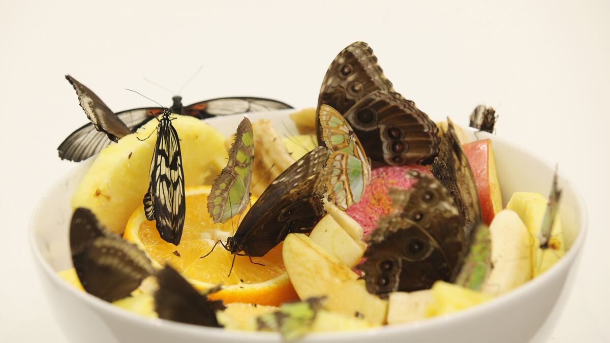 cheats/2012/10/14/hirst-killed-9-000-butterflies/damien-hirst-butterflies-tate-cheat_s06i3z