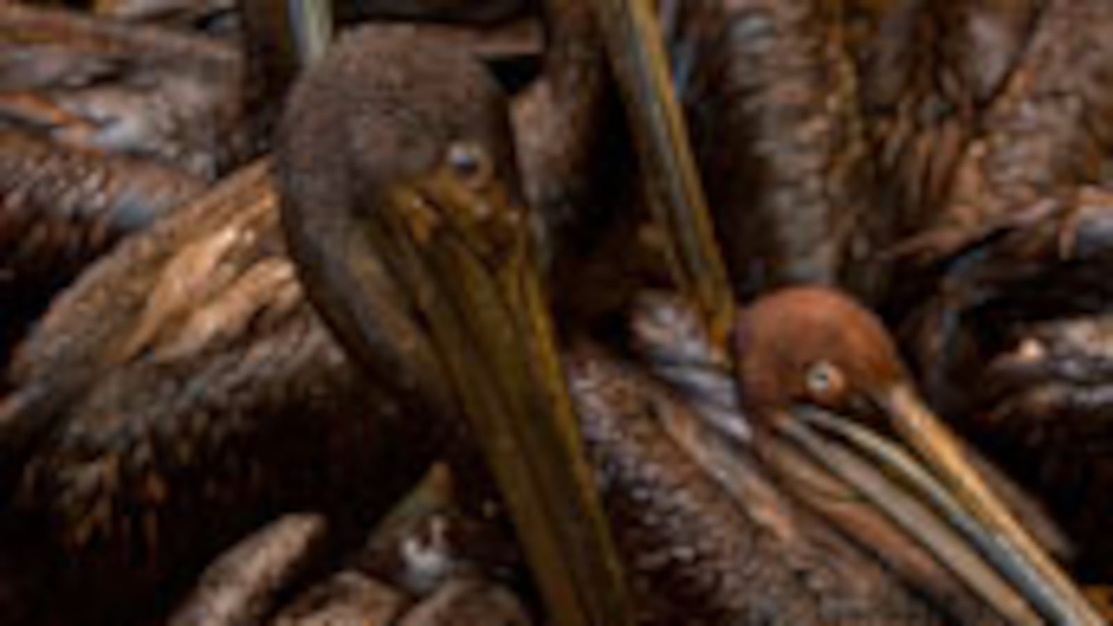 articles/2010/06/11/gulf-of-mexicos-next-tragedy-offshore-drilling-also-to-blame/browing-oil-industry_zizktn