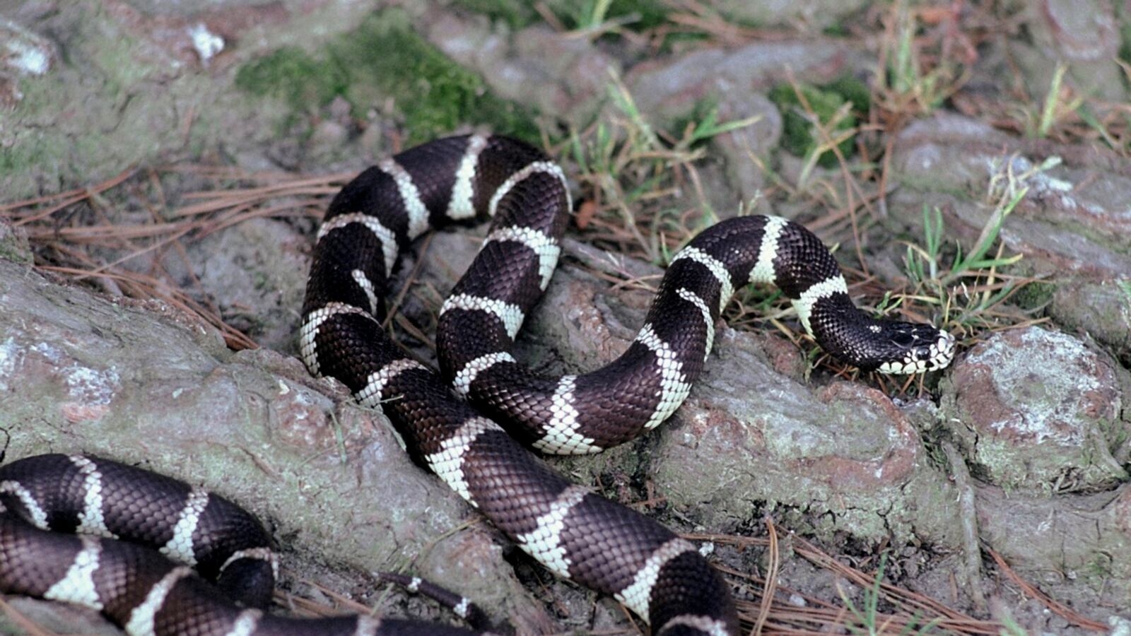 cheats/2012/10/12/10-foot-snake-found-at-airport/snake-airport-cheat_iclwsb