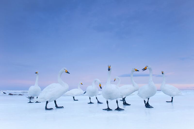 galleries/2011/02/11/world-press-photo-awards/world-press---stefano-unterthiner_urh9tl