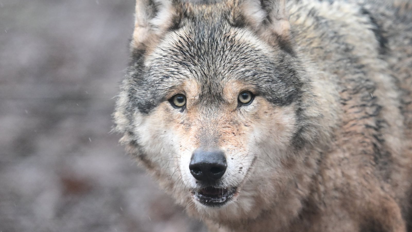 FILED - 12 February 2026, Baden-Württemberg, Cleebronn: A wolf runs through an enclosure at the Tripsdrill Wildlife Park. Photo: Bernd Weißbrod/dpa (Photo by Bernd Weißbrod/picture alliance via Getty Images)