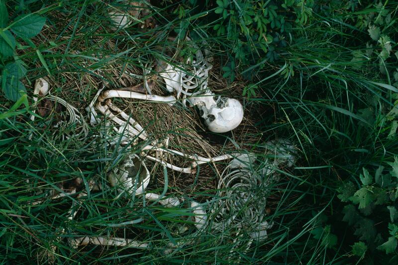 galleries/2012/04/26/charles-taylor-verdict-liberian-warlord-s-alleged-atrocities-photos/liberia-victims-bones-1990_oompkc