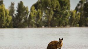 cheats/2010/12/31/australian-floods-strand-200000/australia-floods_phg3ya