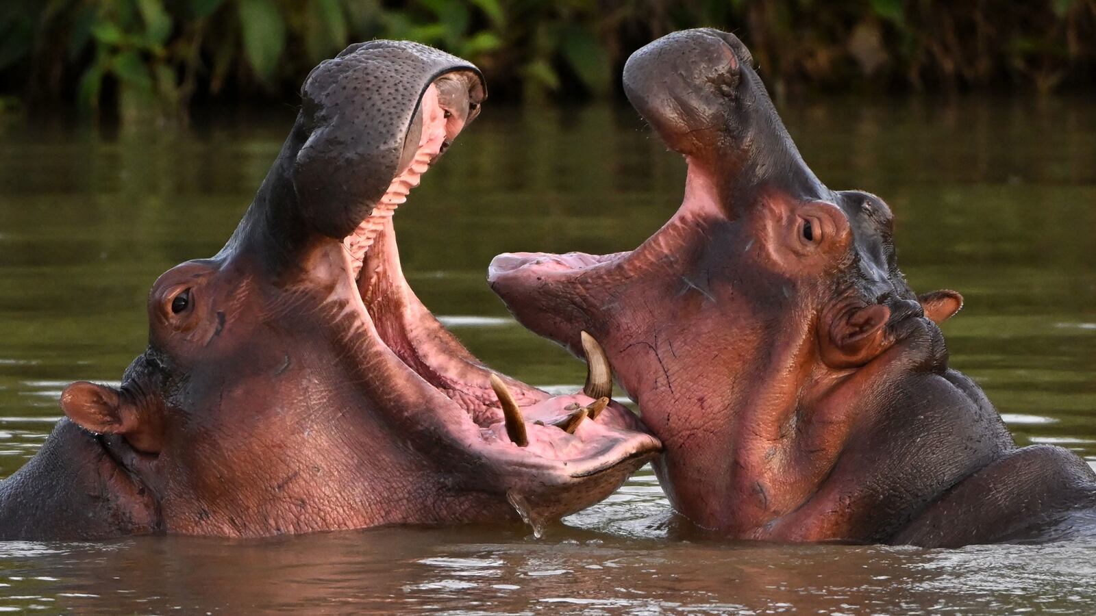 Pablo Escobar’s hippos