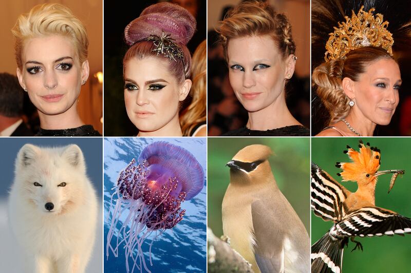 galleries/2013/05/07/met-gala-2013-guests-who-looked-like-animals/130507-gal-gala-animal-tease_muawqd