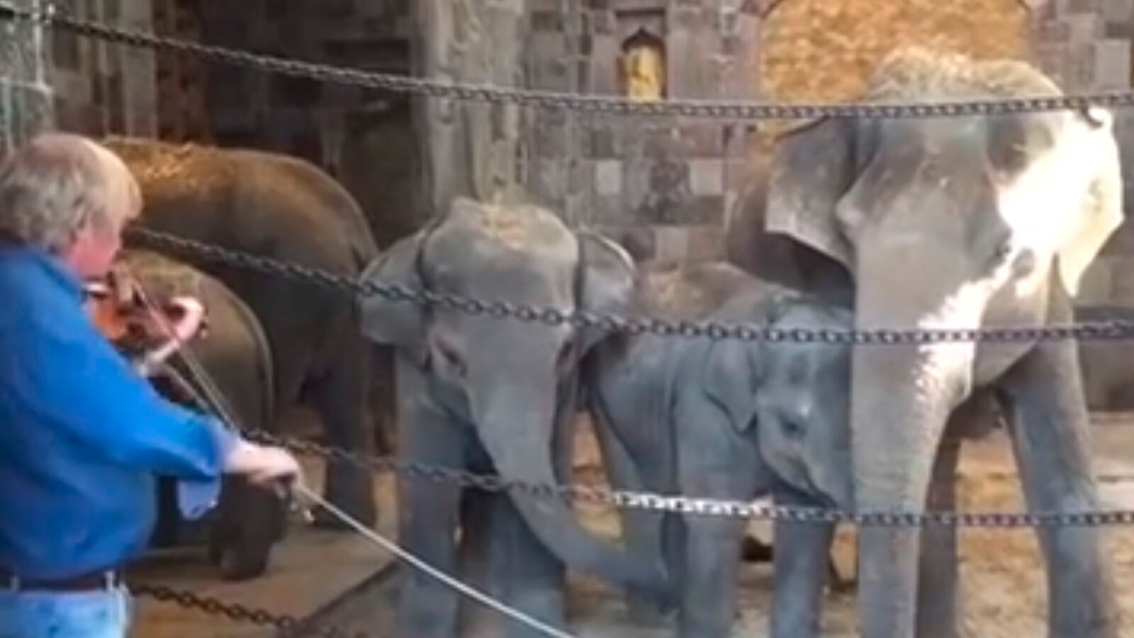 articles/2015/06/16/elephants-enjoy-classical-music/150616-viral-vid-elephants_ebxfpk