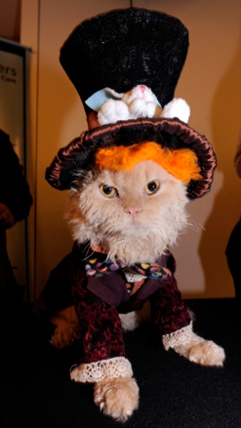 galleries/2011/10/25/cats-in-halloween-costumes-photos/cats-in-costume-2_a1hbm9