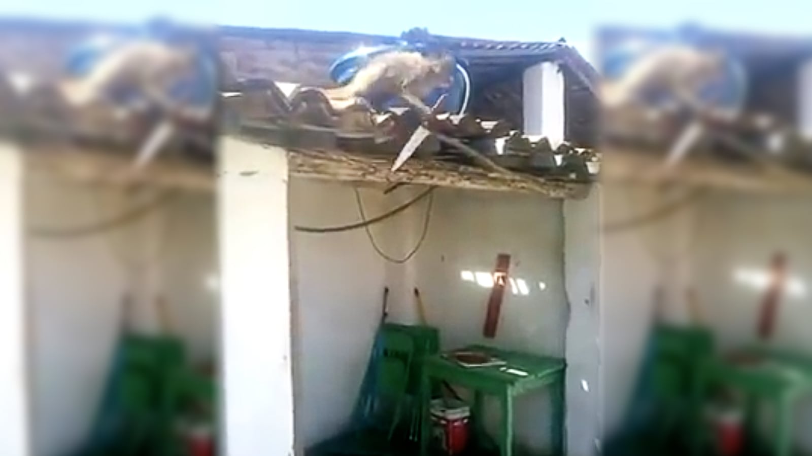 videos/2016/02/19/rum-drunk-monkey-wields-butcher-knife/160219-joiner-rummonkey_w5o3av