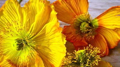 articles/2010/05/08/my-favorite-flowers/browning-bouquet_mco15d