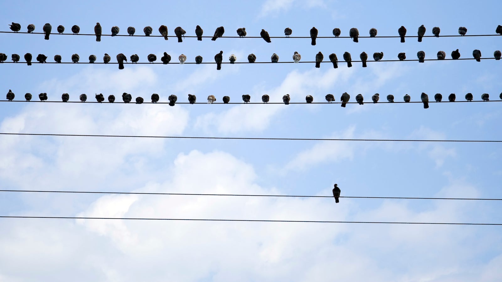 birds on a wire loneliness isolation mental health illness depression
