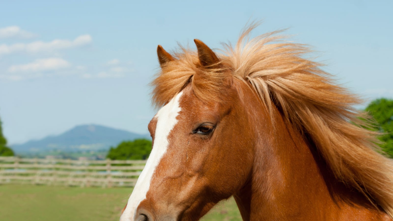articles/2016/02/29/cooked-horse-head-found-in-manhattan-park/160229-weill-horse-tease_qbvn9e