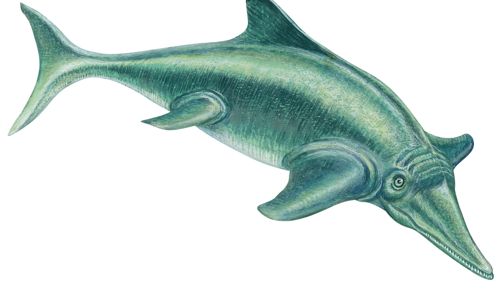 Ichthyosaur