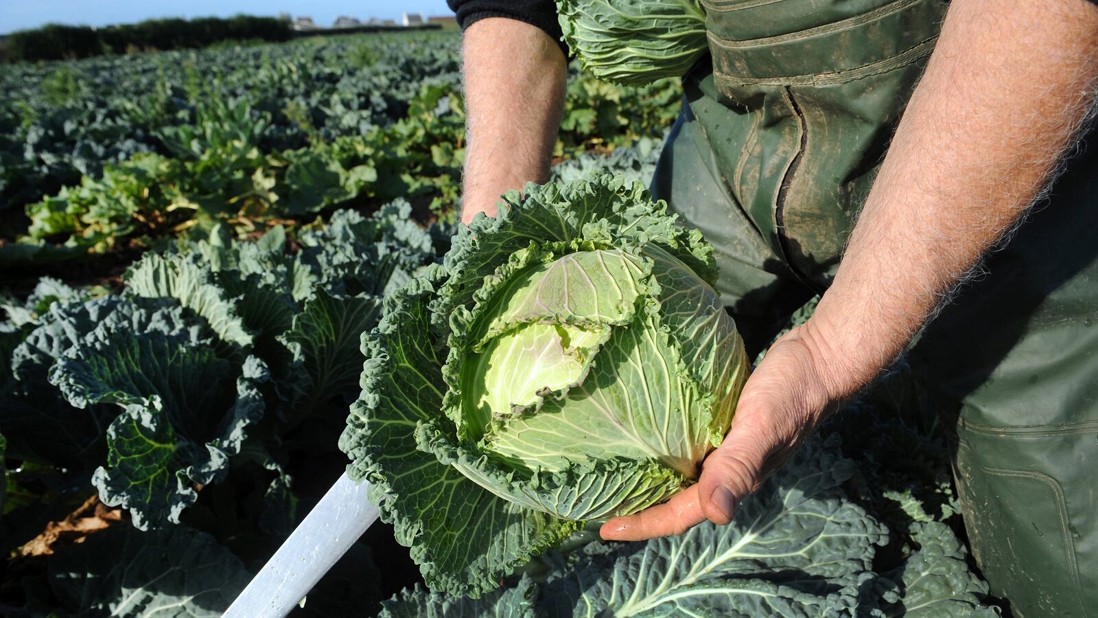 articles/2013/10/15/diet-like-jesus/131015-moss-eat-bible-tease-embed_txllu3