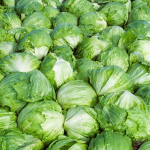 Agriculture - Harvested Iceberg lettuce / Santa Maria, California, USA. (Photo by: Tony Hertz /Design Pics Editorial/Universal Images Group via Getty Images)