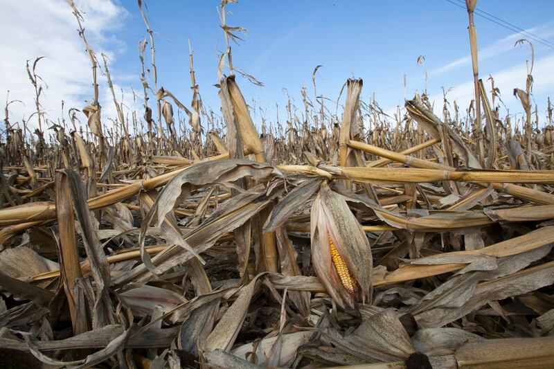 articles/2012/09/27/the-midwestern-drought-is-slowing-down-growth-and-won-t-stop/drought-affecting-economy-zeitlin-tease_cbjoeg