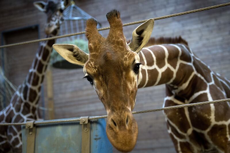 articles/2014/02/14/hollywood-mourns-the-death-of-marius-the-giraffe/140209-denmark-giraffe-cheat_m7q3hd