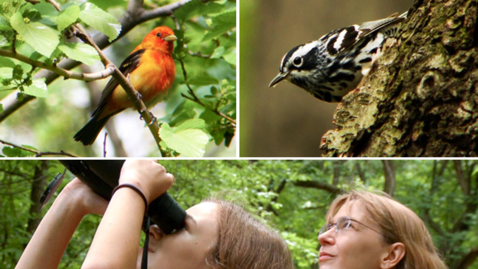 articles/2012/07/13/the-central-park-effect-explores-the-magical-power-of-birding/birders-dana-tease_syqbtj