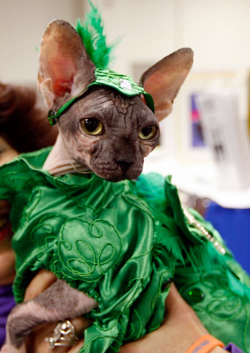 galleries/2010/10/28/cats-in-costume/cats-in-costume-1_bdllbg