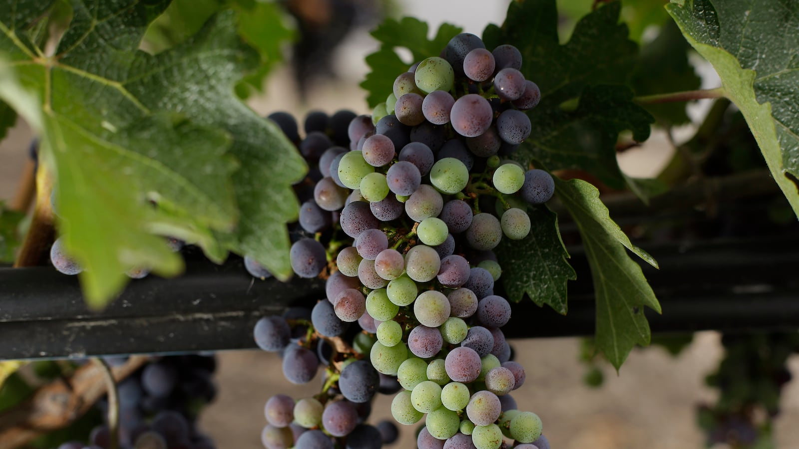 articles/2013/10/09/not-the-story-you-were-expecting-from-lebanon/130929-grapevines-tease_ly5plb
