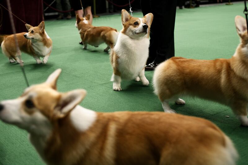 galleries/2012/02/14/best-westminster-dog-show-photos/best-westminster-dog-show-photos-12_qdhspa