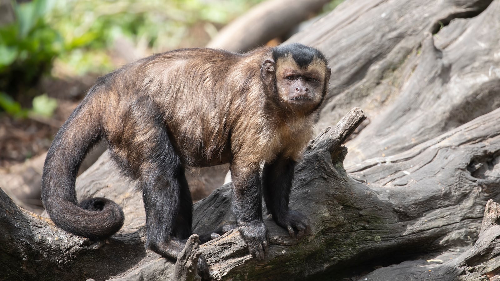 A Black-Capped Capuchin (Cebus Apella) looks on at Willowbank Wildlife Reserve