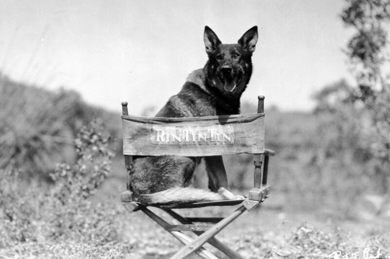 galleries/2011/12/28/rip-cheetah-from-tarzan-and-other-vintage-animal-stars-photos/rin-tin-tin-vintage-hollywood-animal-stars_ossf1r