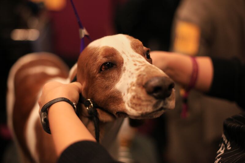 galleries/2014/02/12/westminster-parade-of-purebreds-photos/westminster-gal-06_frurk7