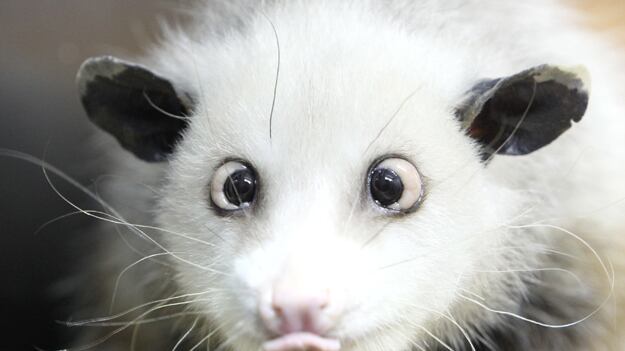 cheats/2011/09/28/heidi-the-possum-dies/celeb-zoo-animals---heidi_kzwuo8