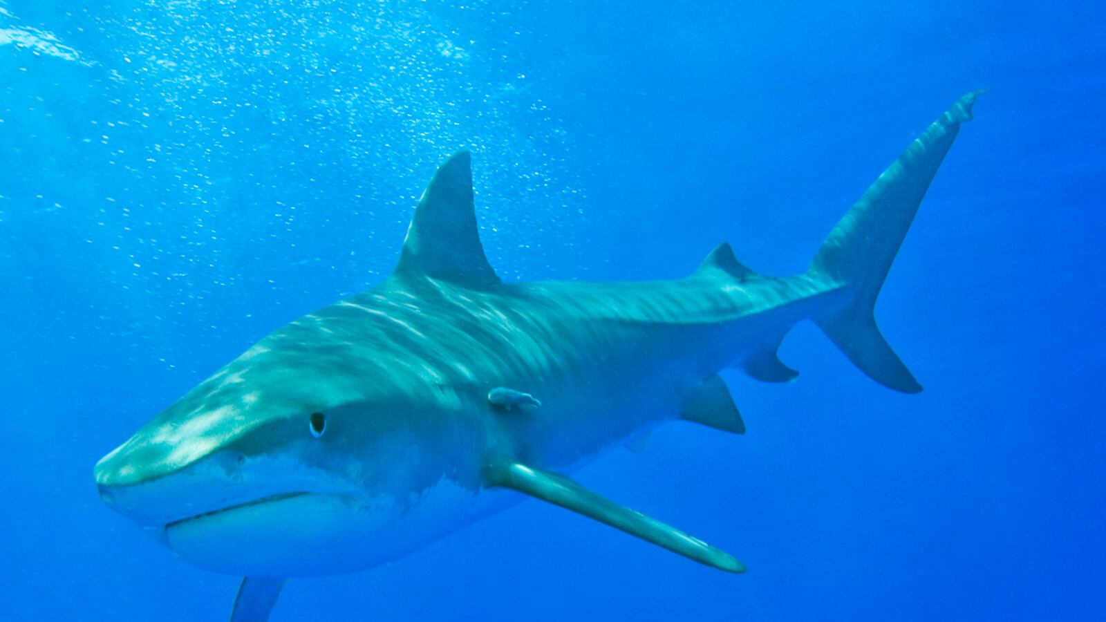 cheats/2011/10/22/great-white-kills-american-in-australia/shark-attack-cheat_yav7jb