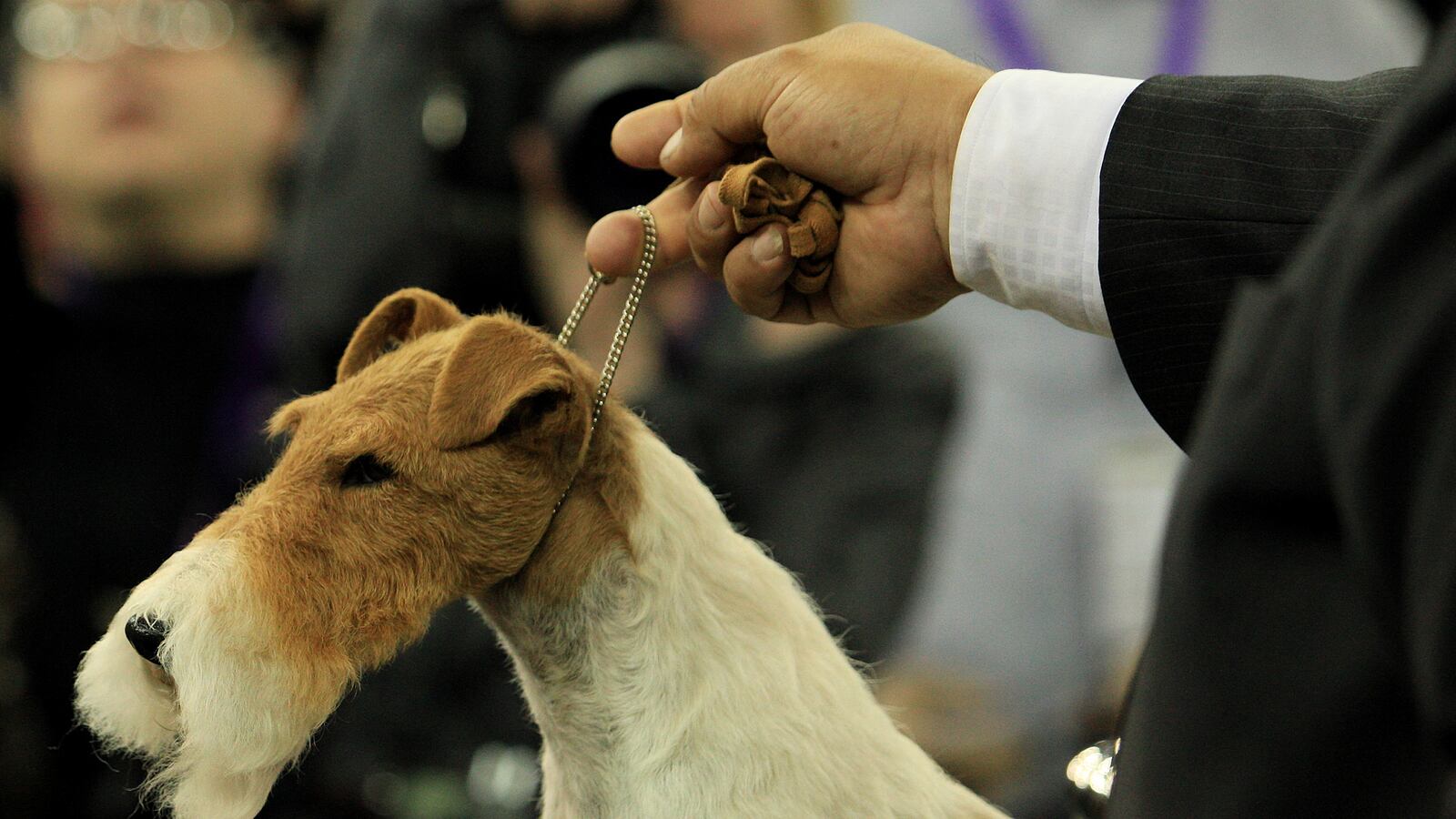 cheats/2014/02/12/wire-fox-terrier-is-best-in-show/140212-westminster-terrier-cheat_hd9sza