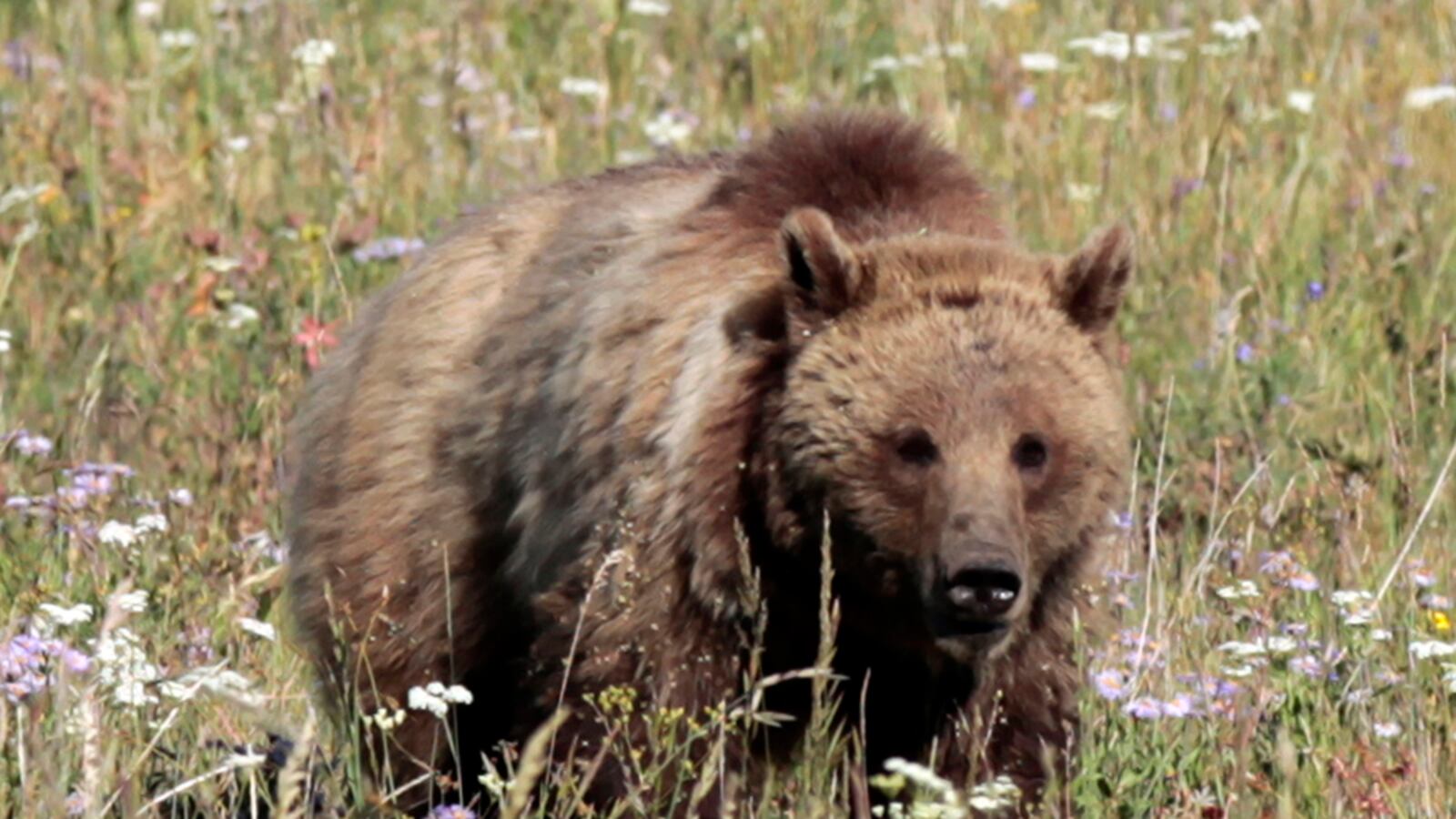 cheats/2016/06/30/grizzly-kills-cyclist-near-glacier-park/160630-grizzly-glacier-park-death_qbjfyl