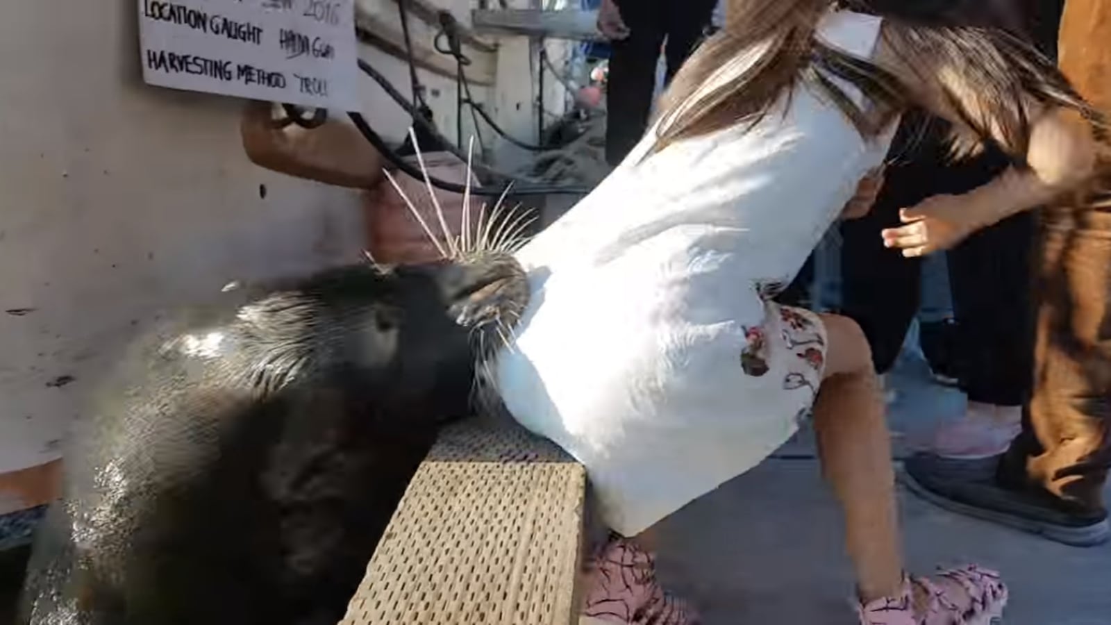 170521-sea-lion-attack-canada-cheat_rfx18d