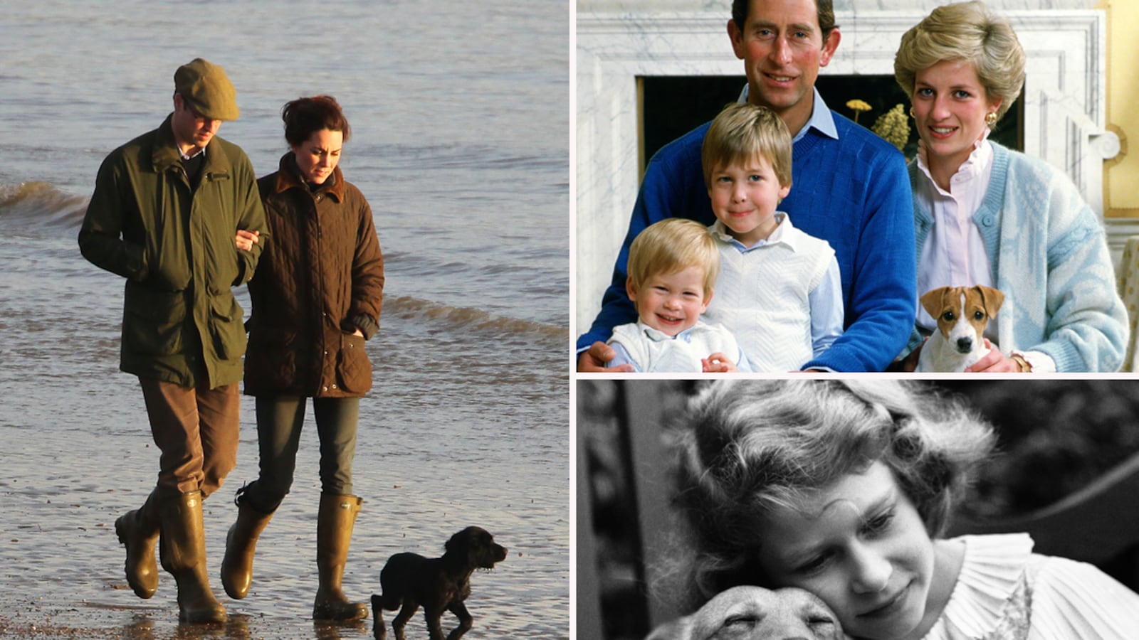 galleries/2012/02/02/prince-william-and-kate-s-new-puppy-joins-long-history-of-royal-dogs-photos/royal-dogs-sykes-tease_br5jw8