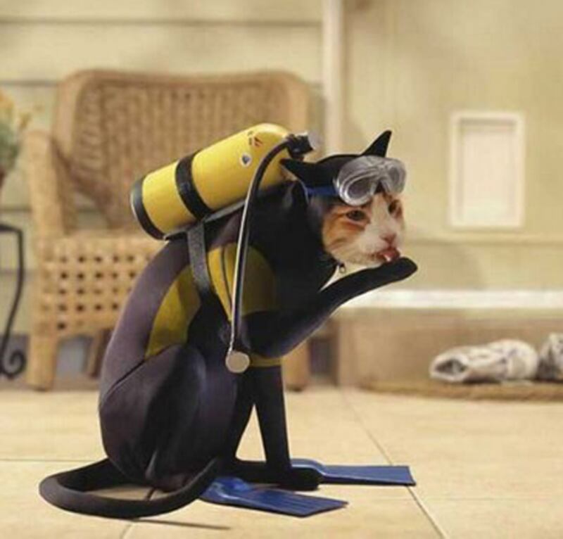 galleries/2010/10/28/cats-in-costume/cats-in-costume-10_nxbisp