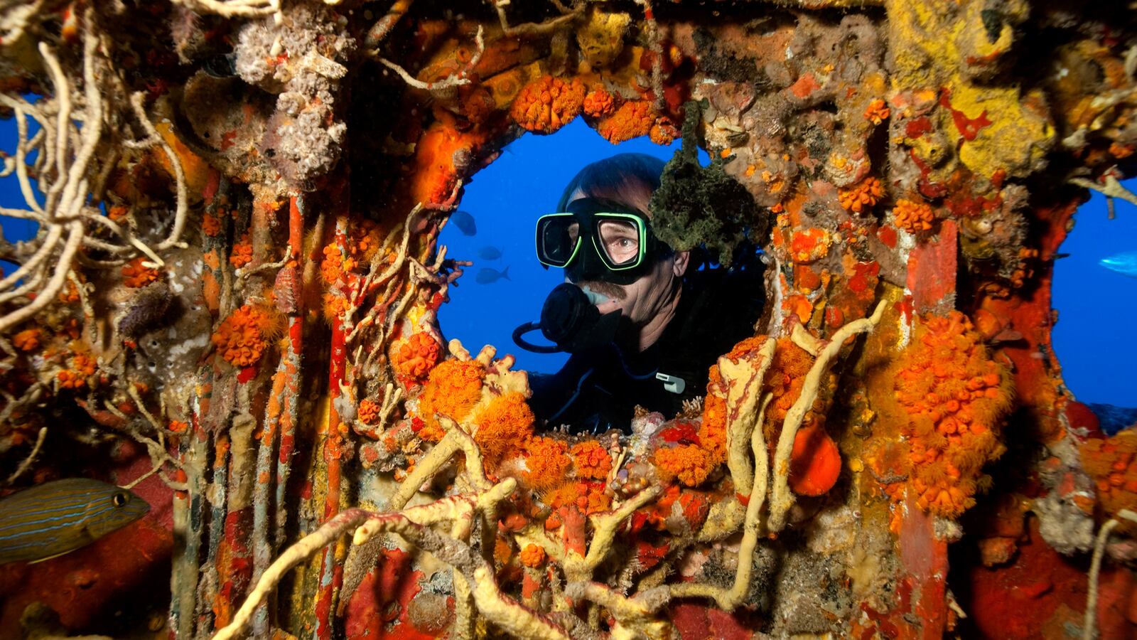 171122-vartan-coral-tease_bfuca5