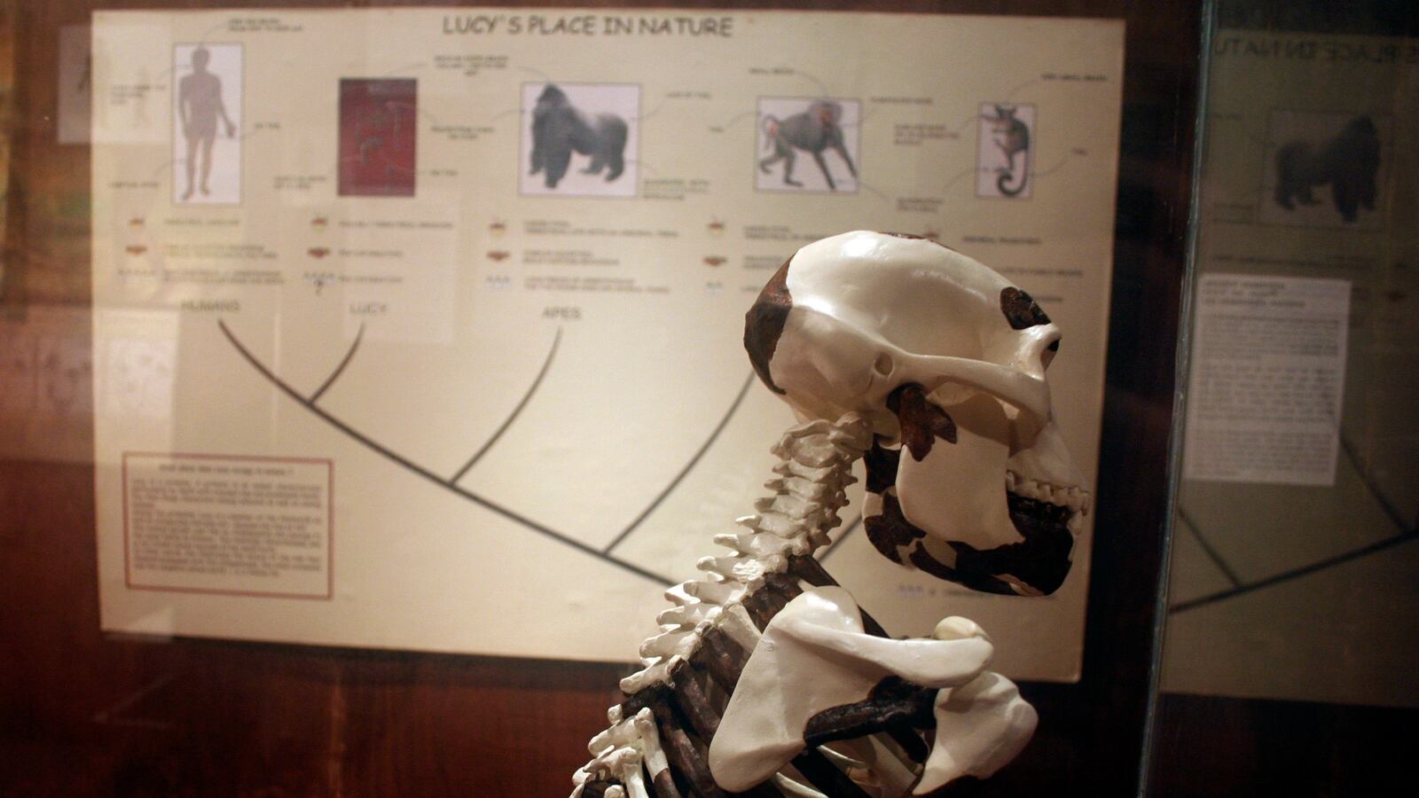 cheats/2016/08/29/scientists-lucy-died-from-fall/160829-lucy-tree-cheat_onzury