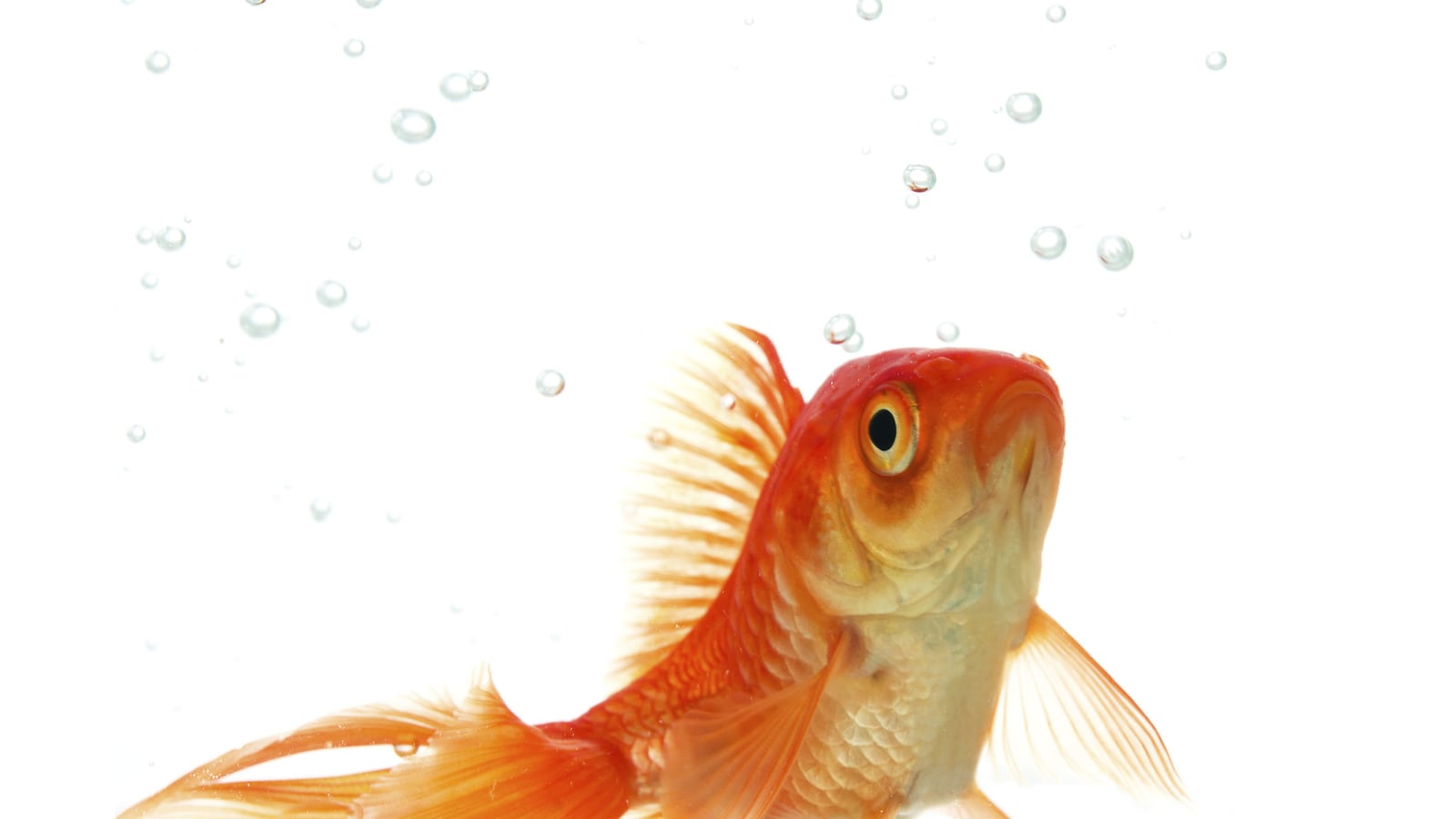 articles/2014/05/29/fish-on-wheels-digital-pet-babysitters-and-more-of-the-summer-s-best-kickstarters/140529-kickstarters-lytton-tease_ff3nha