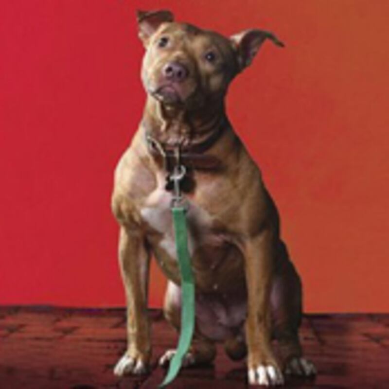 articles/2010/11/10/the-lost-dogs-and-the-dog-who-couldnt-stop-loving-review/hess-dog-books_138875_vdr9pp