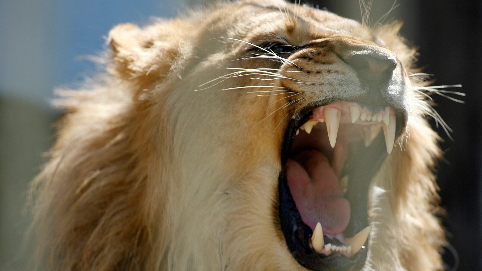 lionroar_idrxiv