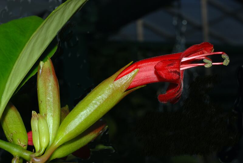 galleries/2010/10/06/new-species-discovered/new-species-mekong-2_o8g51h