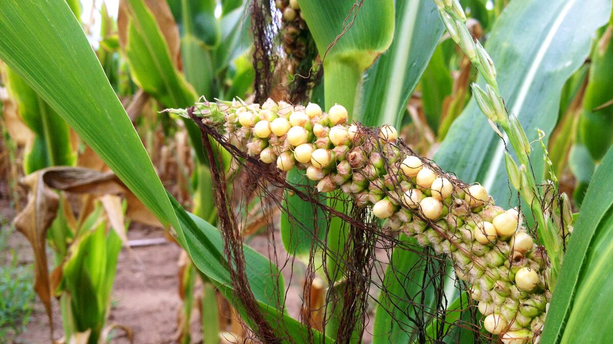 articles/2012/08/05/midwest-drought-forces-south-dakota-farmers-and-ranchers-to-abandon-crops-and-thin-herds/drought-agriculture-nadeau_qatuhl