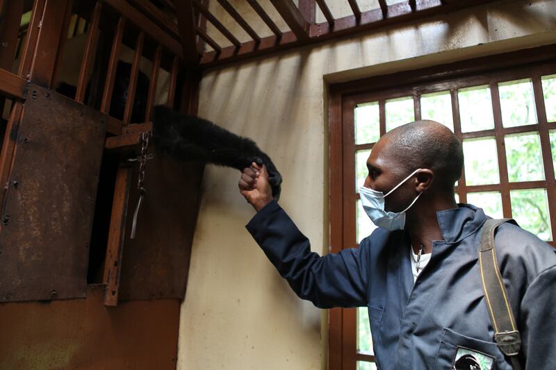 galleries/2015/06/21/the-mountain-gorillas-of-virunga-photos/150617-strochlic-gorilla1_outedk