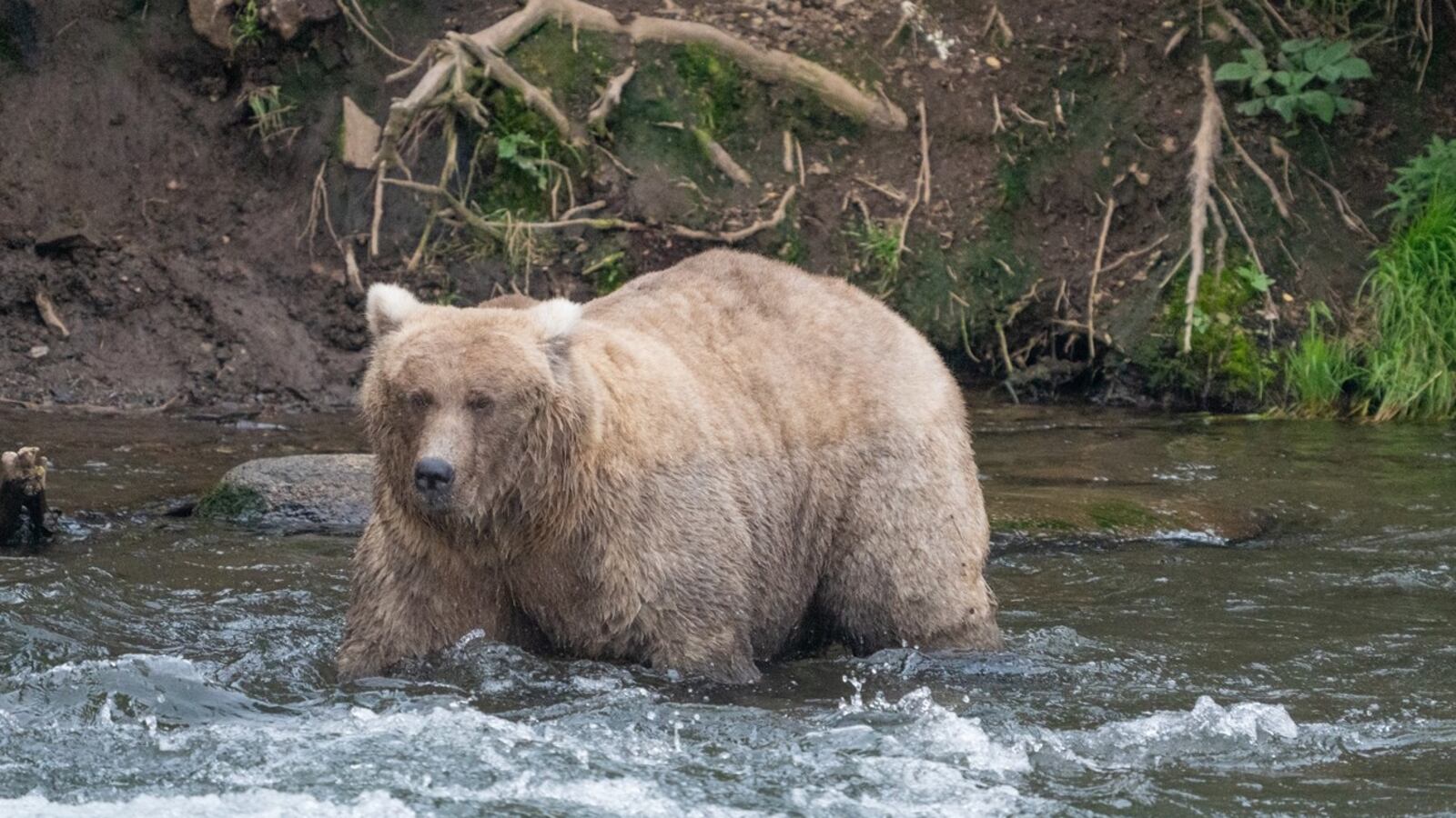Grazer, winner of 2023 Fat Bear Week