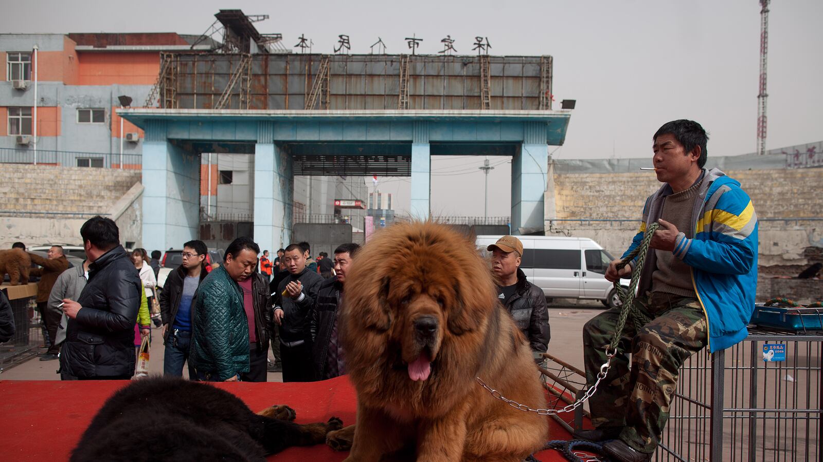 cheats/2013/08/15/chinese-zoo-attempts-to-disguise-dog-as-a-lion/130815-china-zoo-cheat_f1pwkg